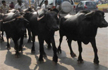 Cow vigilantism continues, mob attacks six men in Delhi